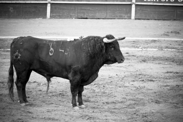 Spanish bull in bullring, Spanish bullfight — Stok fotoğraf