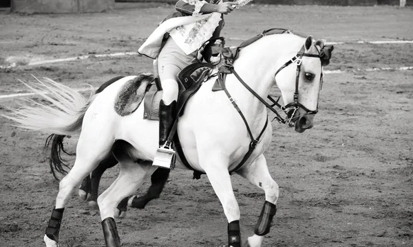 Hermoso caballo blanco en la plaza de toros, corrida de toros en España —  Fotos de Stock