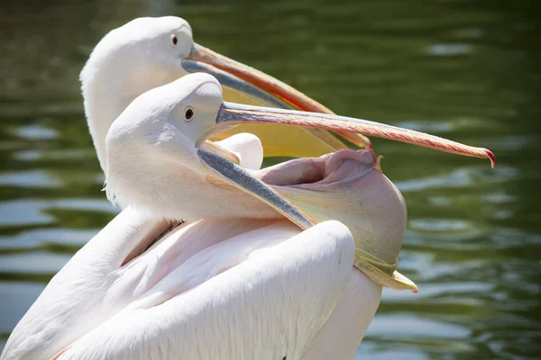 Pelican openning his peak — Stock Photo, Image