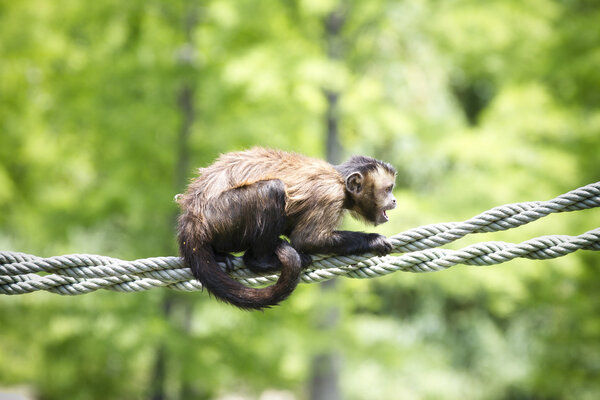 screaming monkey on a string