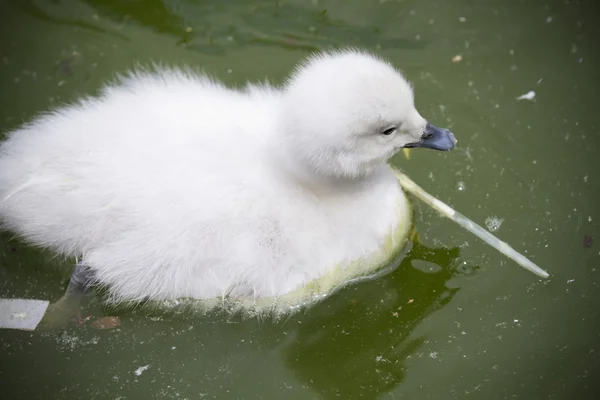 Sensitive breeding duck with white feathers — Stock Photo, Image