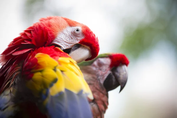 Papoušek preening — Stock fotografie