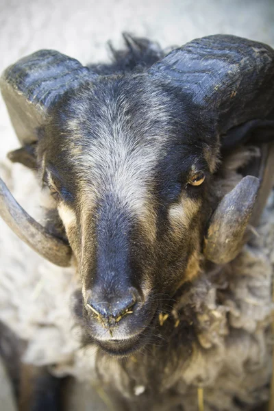 Zwarte geit met grote hoorns — Stockfoto