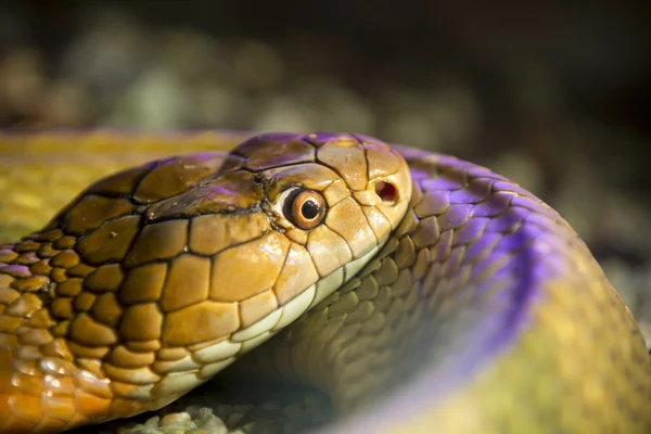 Detalhe cabeça de cobra — Fotografia de Stock