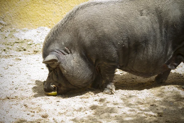 越南猪肉吃水果 — 图库照片