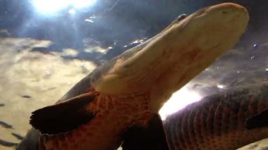 Grup altında deniz balık büyük balık