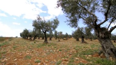 olive Grove video