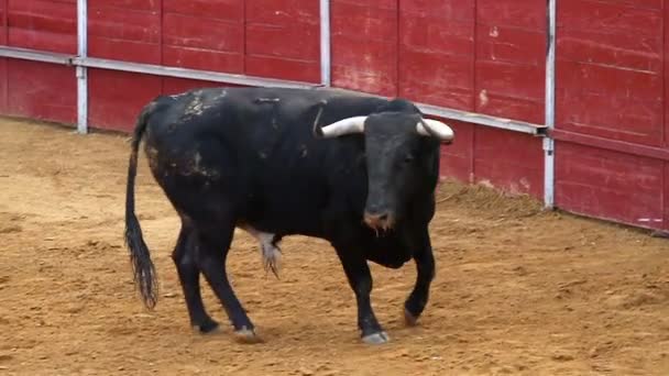 Мощный испанский бык, арена для боя быков — стоковое видео