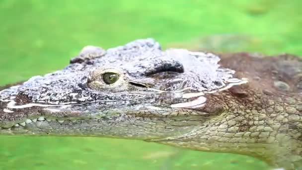 Dangerous crocodile lounging by a river of green water, rough skin detail — Stockvideo