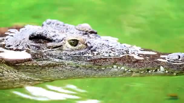 Dangerous crocodile lounging by a river of green water, rough skin detail — Stock Video