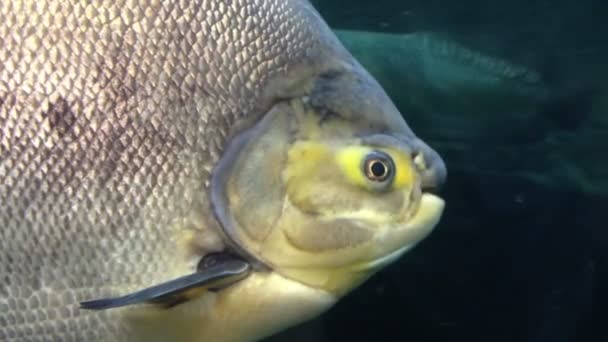 Grupo sob o peixe marinho, peixe grande — Vídeo de Stock