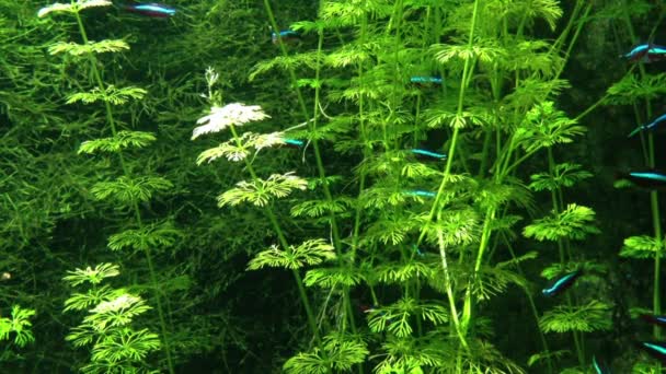 Petits poissons nageant dans un aquarium et allumé l'herbe — Video