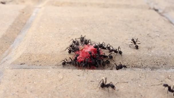 Gruppe schwarzer Ameisen isst eine Süßigkeit — Stockvideo