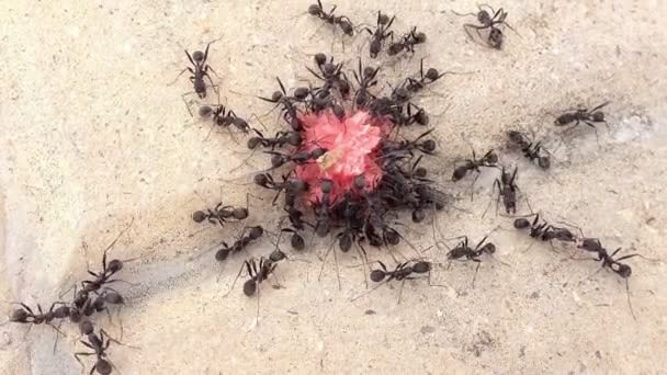 Grupo de hormigas negras comiendo un dulce — Vídeos de Stock