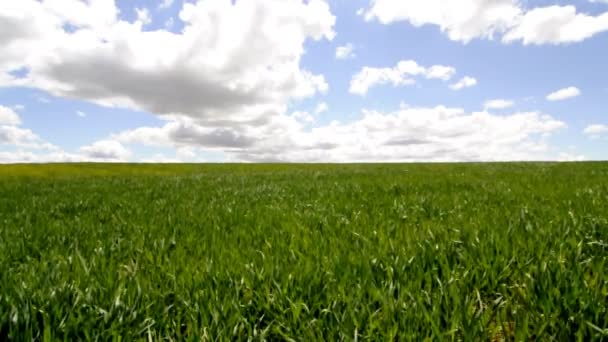 vidéo d'un champ de blé