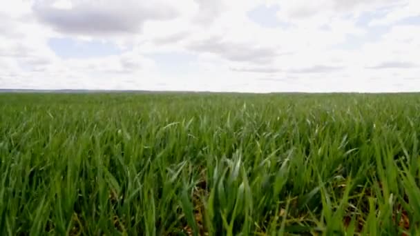 Vidéo d'un champ de blé — Video