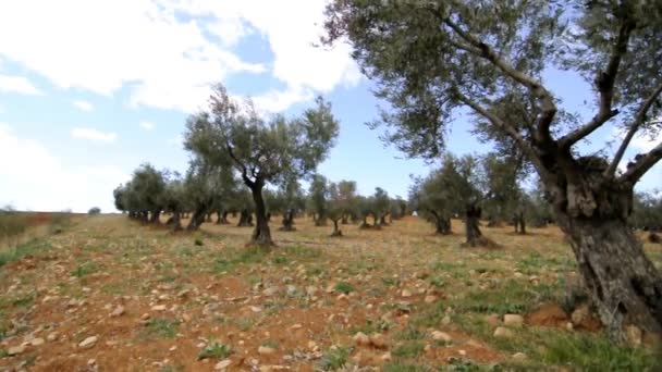 Video de un olivar — Vídeos de Stock