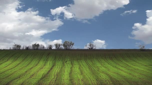 Campo de cultivo, conceito de ambiente — Vídeo de Stock