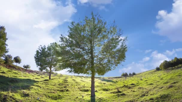 Terre de rêve, concept environnemental — Video