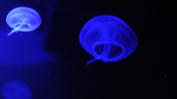 Vidéo d'une méduse bleue 
