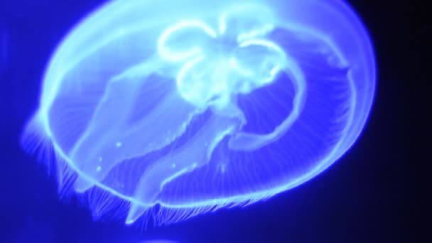 Видео голубой медузы — стоковое видео