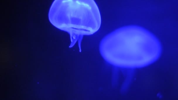 Video of a blue jellyfish — Stock Video