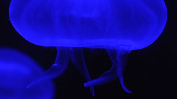 Video of a blue jellyfish — Stock Video