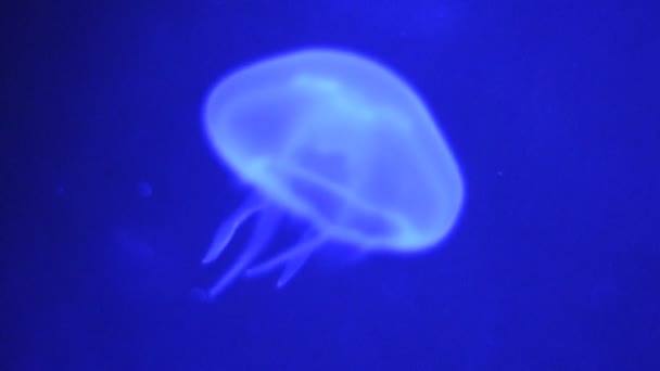 Видео голубой медузы — стоковое видео