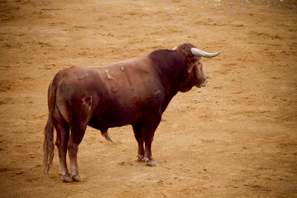 Bullfight in arena, Madrid Espanha — Fotografia de Stock