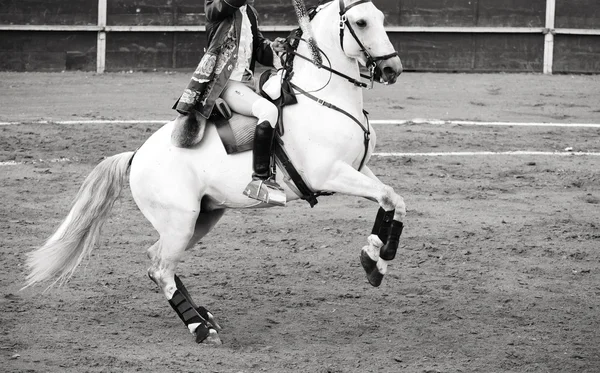 Hermoso caballo blanco en la plaza de toros, corrida de toros en España, negro y — Foto de Stock