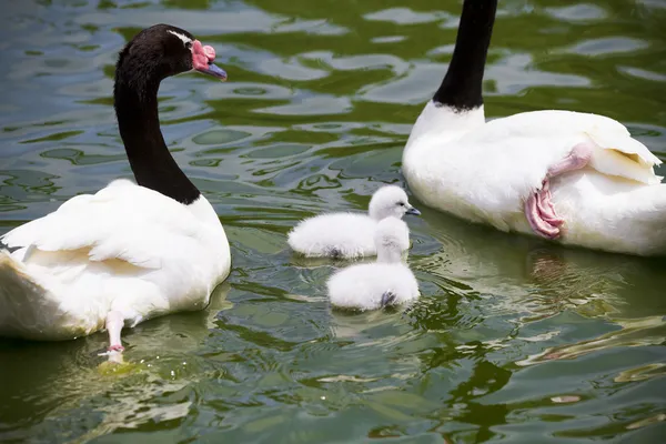Goose breeding with her parents in a river of green water — Stock Photo, Image