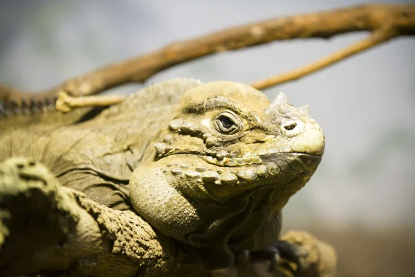 Pele de lagarto detalhando duro e escamoso — Fotografia de Stock