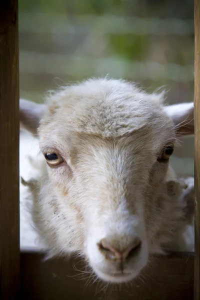 White sheep staring at camera — Stock Photo, Image