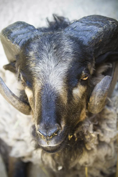 Černá koza s velkými rohy — Stock fotografie