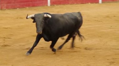 güçlü İspanyol boğa, boğa güreşi arena
