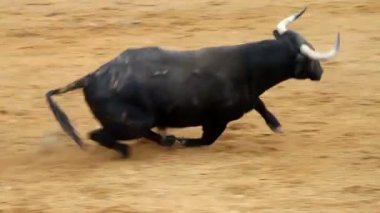 bullring düşen boğa. güçlü İspanyol boğa, boğa güreşi arena
