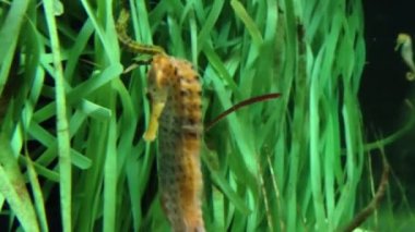 Seahorse swimming in the sea