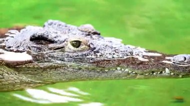 Dangerous crocodile lounging by a river of green water, rough skin detail