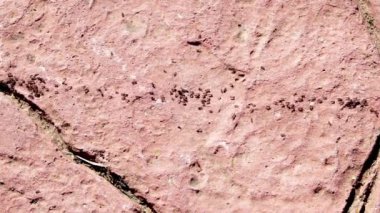 Karıncalar çalışma