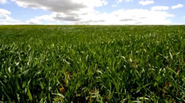 Bir buğday tarlasının videosu