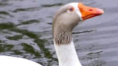 kar gölde yüzmeye kaz