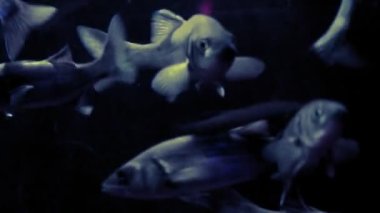 Balık grubu video.