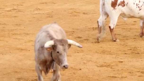Skupina španělských býků. silný španělský býk, býčí aréna — Stock video