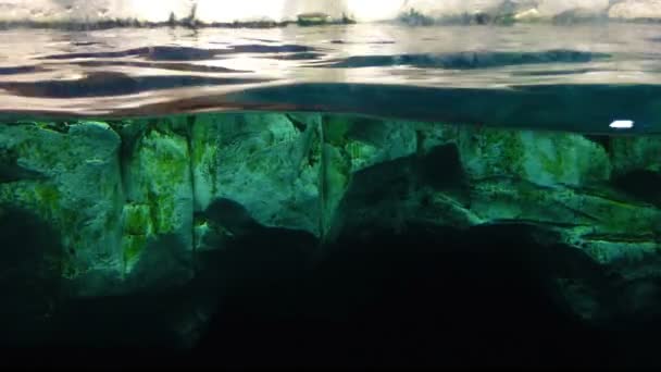 Détail des vagues dans une eau d'aquarium — Video