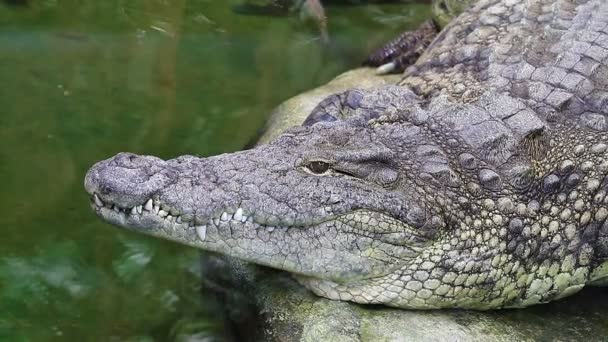 Dangerous crocodile lounging by a river of green water, rough skin detail — Stock Video