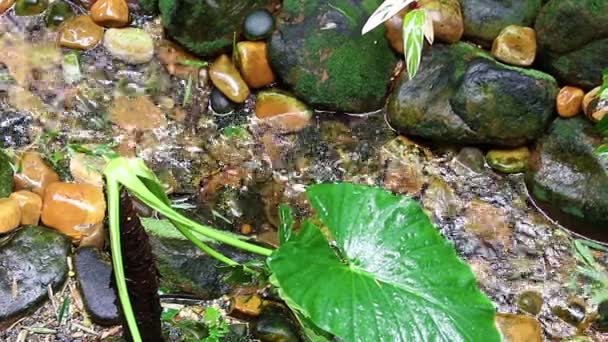 Selva bajo la lluvia — Vídeos de Stock