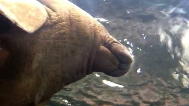 Ламантин под морем в аквариуме — стоковое видео