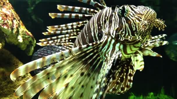 Peşte Leu Periculos — Videoclip de stoc