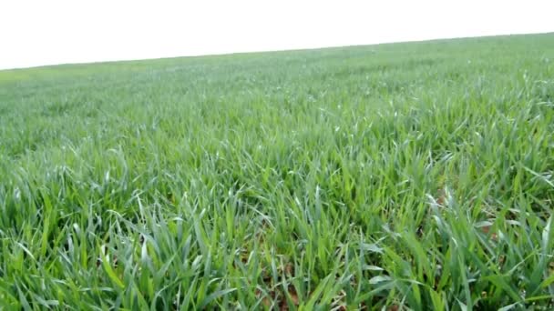 Video of a wheat field — Stock Video