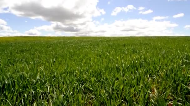 Video of a wheat field — Stock Video